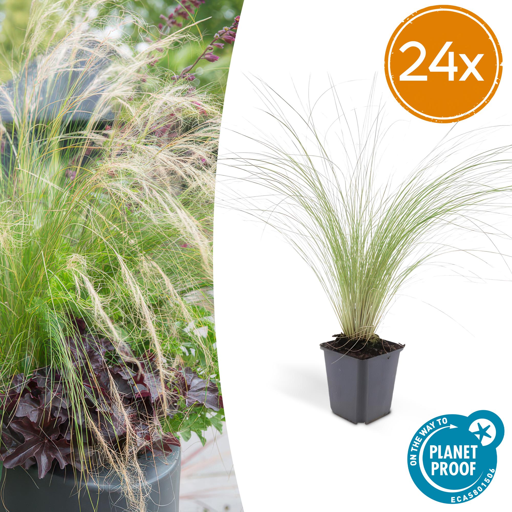 24x Stipa tenuissima ‘Ponytails’ – Mexikanisches Federgras für moderne &amp; naturnahe Beete – Höhe 10–25 cm – Ø 9 cm