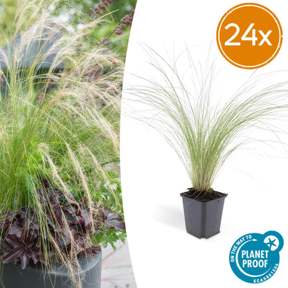 24x Stipa tenuissima ‘Ponytails’ – Mexikanisches Federgras für moderne &amp; naturnahe Beete – Höhe 10–25 cm – Ø 9 cm
