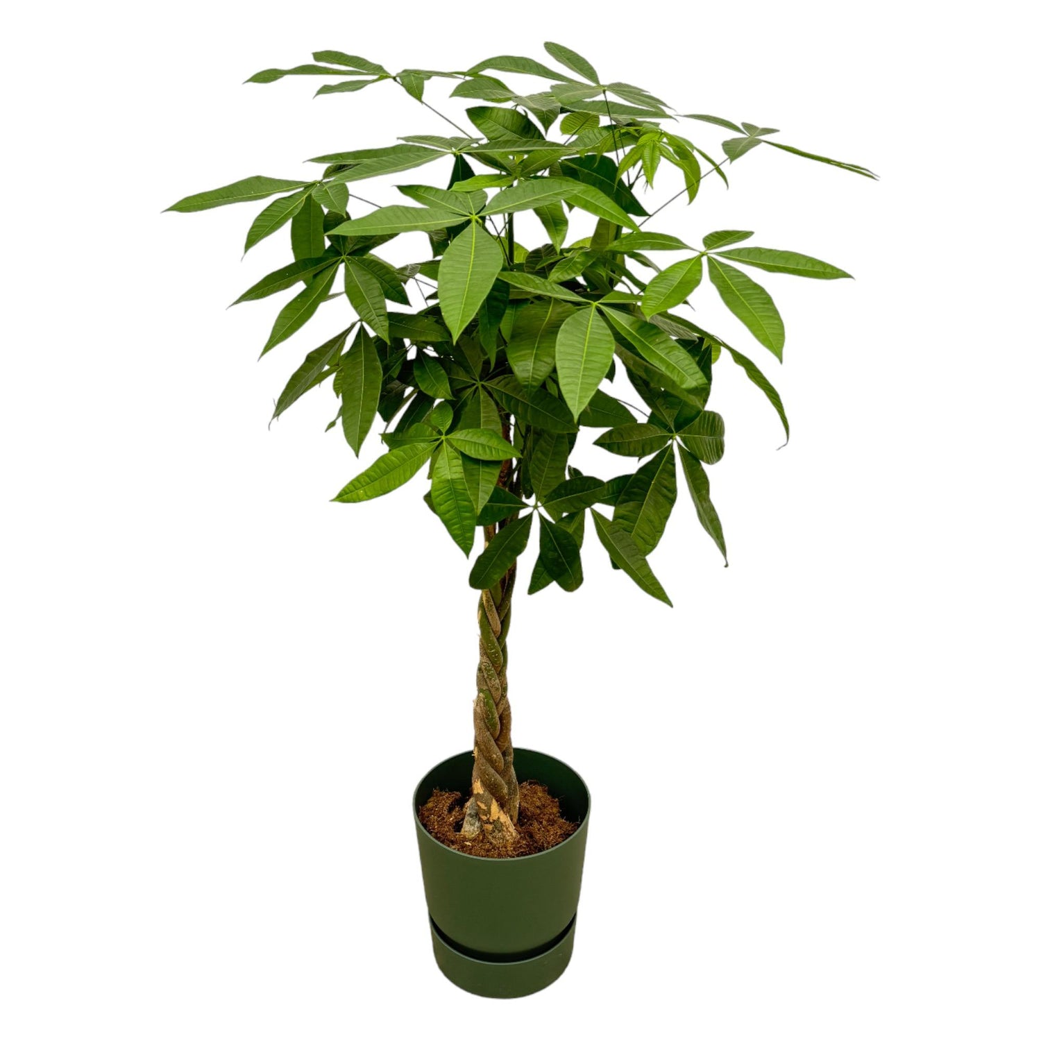 Pachira aquatica 160 cm | Glückskastanie im Ø30 cm Topf mit verschiedenen Übertöpfen