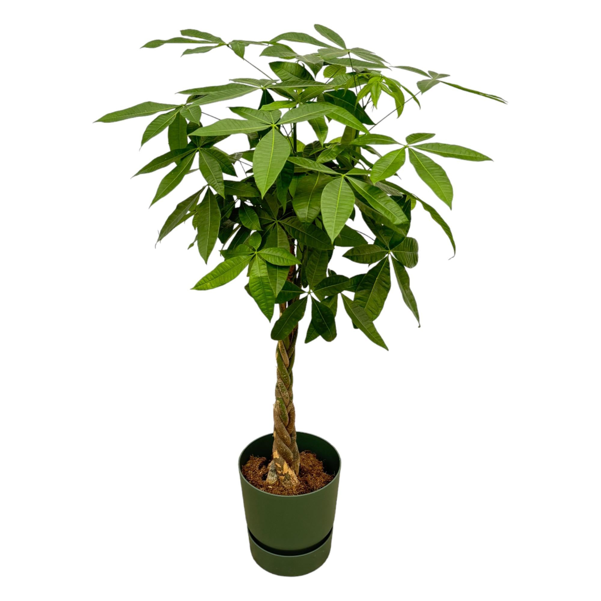 Pachira aquatica 160 cm | Glückskastanie im Ø30 cm Topf mit verschiedenen Übertöpfen