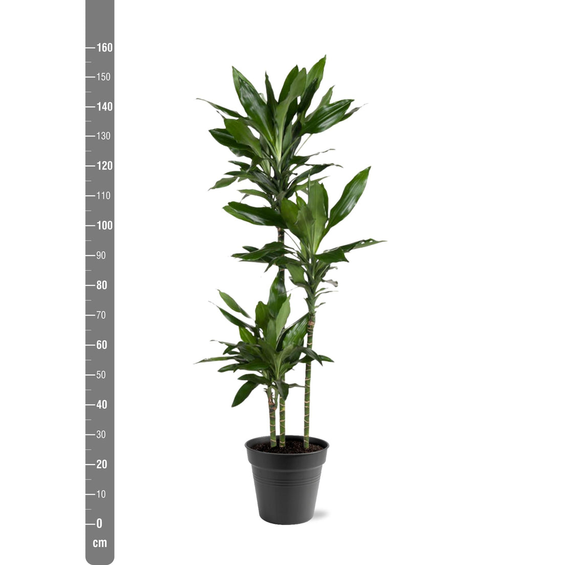 Dracaena Janet Lind – Elegante & pflegeleichte Zimmerpflanze