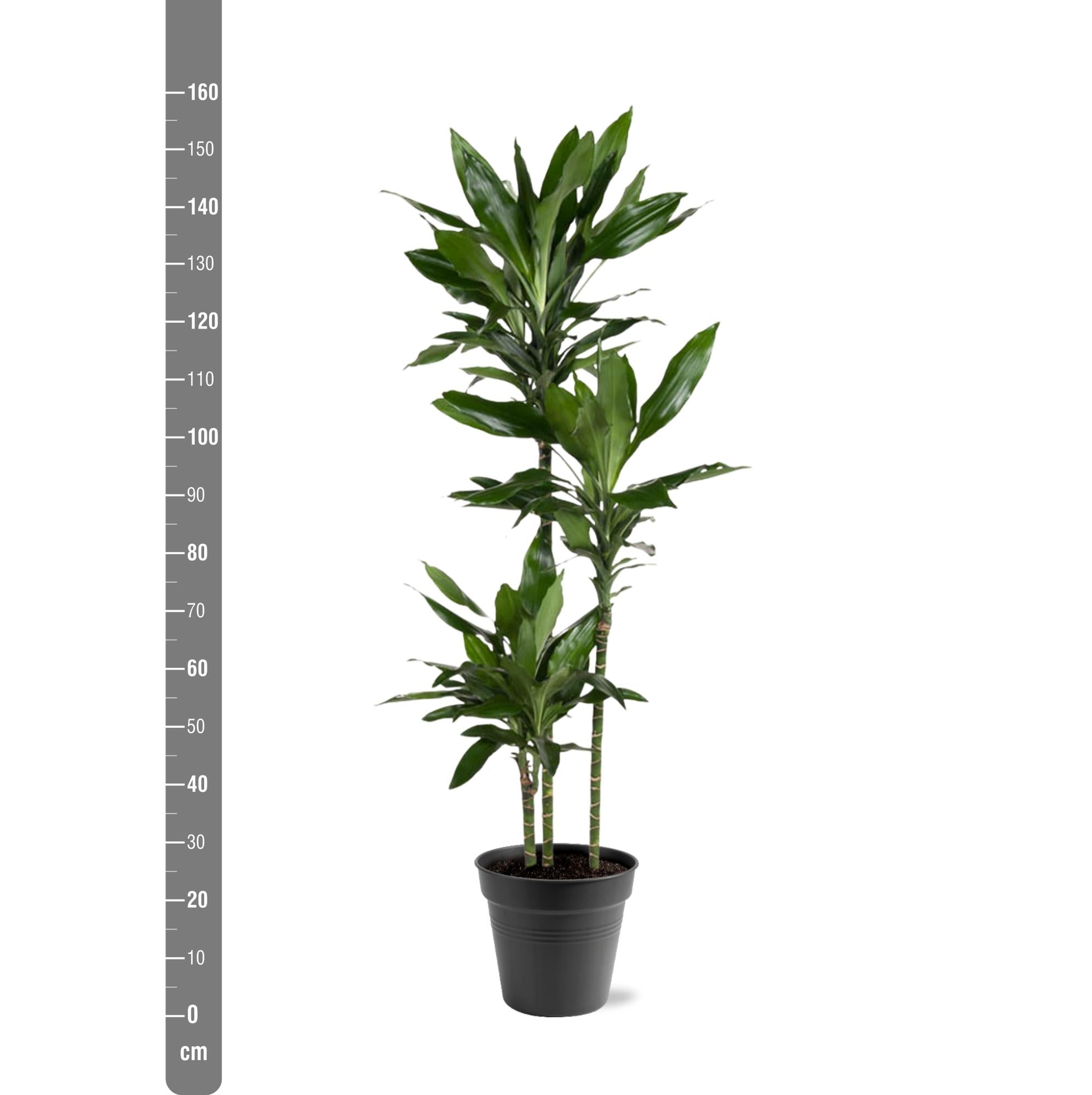 Dracaena Janet Lind – Elegante &amp; pflegeleichte Zimmerpflanze