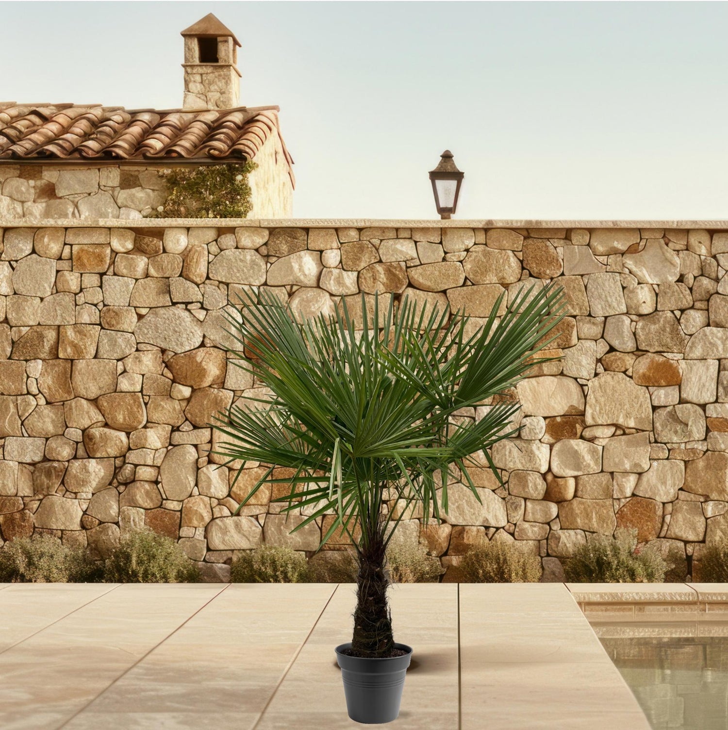 Trachycarpus fortunei – Winterharte Hanfpalme – Verschiedene Größen – Immergrün &amp; Robust