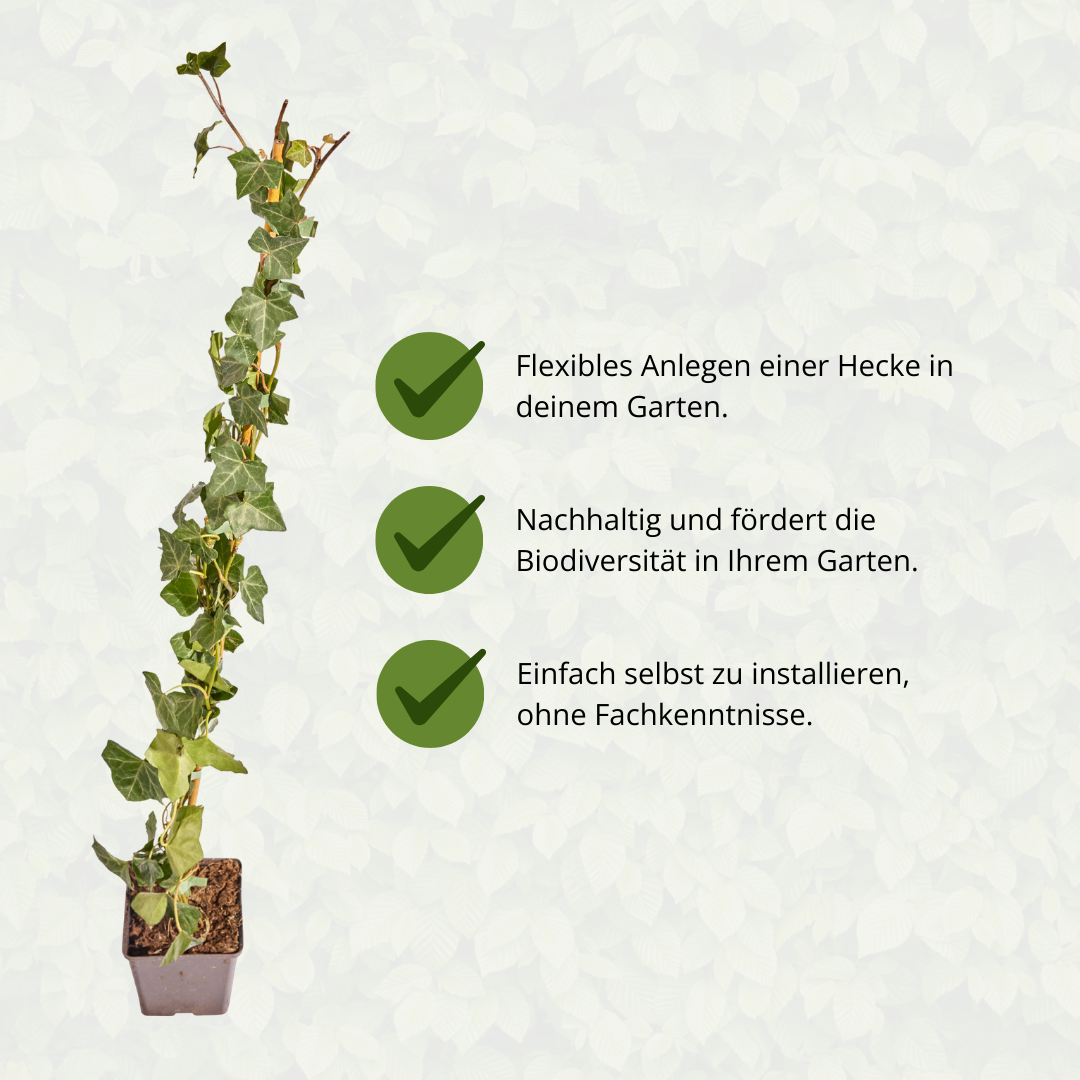Hedera Hibernica - Efeu - gestäbt - ↨80 - 100 cm