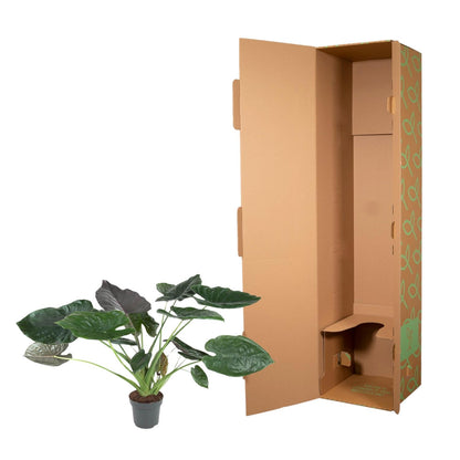Alocasia Wentii 120 cm | Tropische Zimmerpflanze im XL-Format