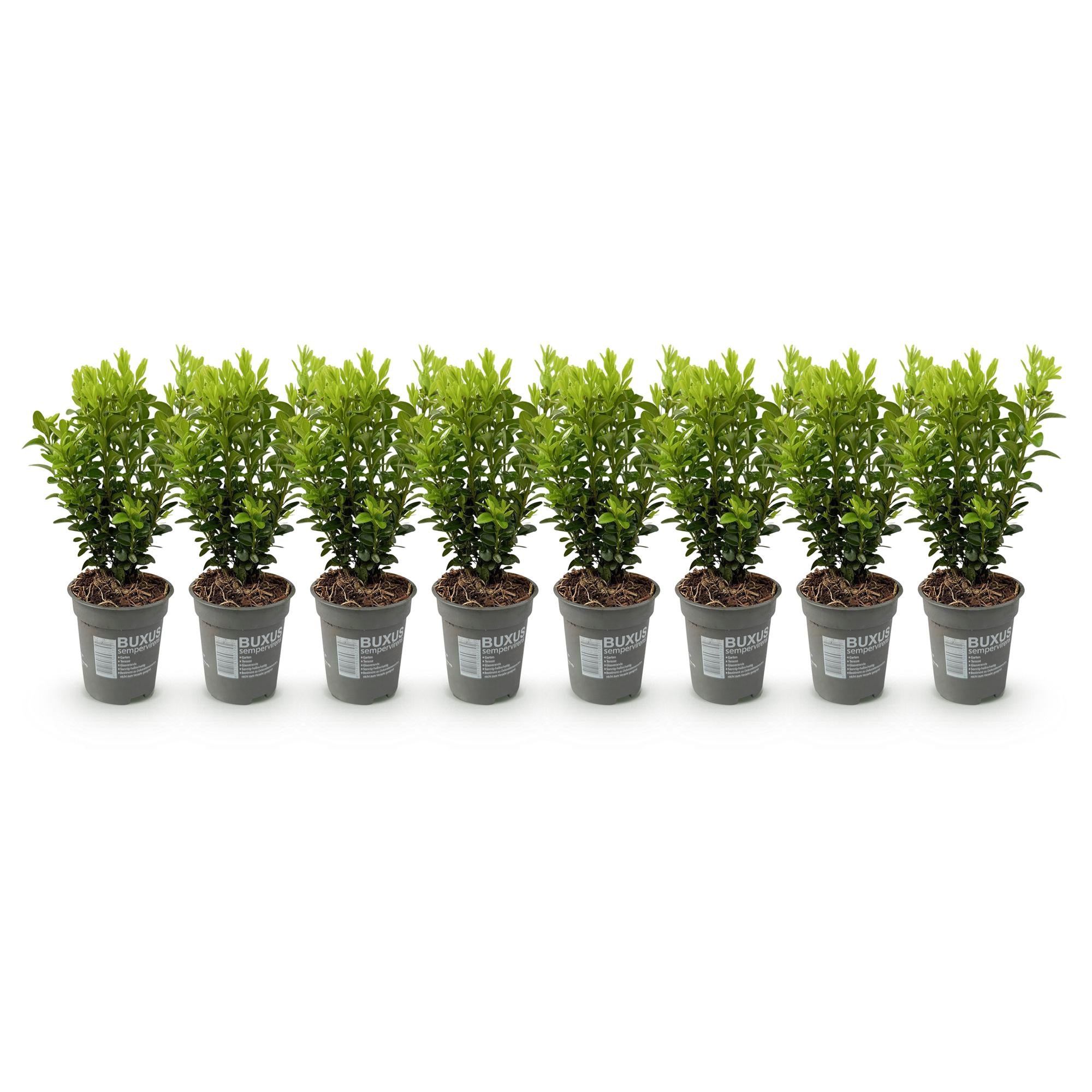 Buxus sempervirens – Heckenpflanze – 8 Pflanzen für 1 lfd. Meter – Immergrün – Ø9 cm Topf – Höhe 20–25 cm