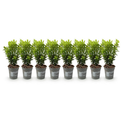 Buxus sempervirens – Heckenpflanze – 8 Pflanzen für 1 lfd. Meter – Immergrün – Ø9 cm Topf – Höhe 20–25 cm