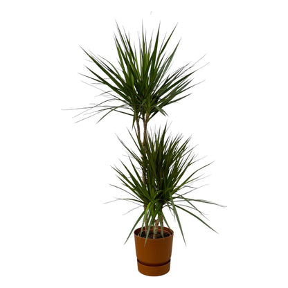 Dracaena Marginata kaufen – Drachenbaum mit Topf oder Korb