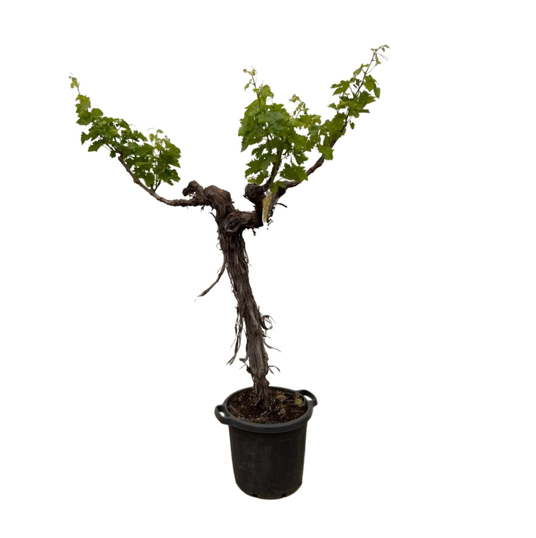Weinrebe (Vitis Vinifera) - 220cm - ø55Weinrebe – Vitis vinifera – ca. 220 cm – Ø55 cm Topf – Mediterrane Kletterpflanze &amp; Obstpflanze