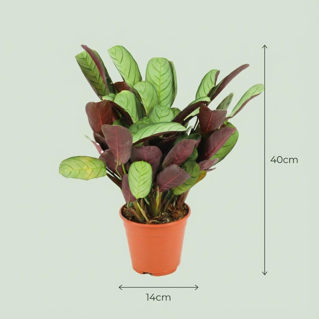 Ctenanthe Amagris - Ø 14 cm - Höhe: 35 - 40 cm