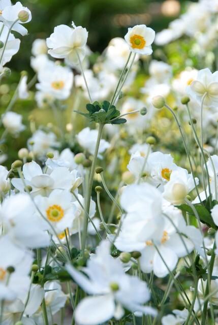 24x Anemone hybrida ‘Honorine Jobert’ – Herbst-Anemone mit weißen Blüten – Höhe 10–25 cm – Ø 9 cm
