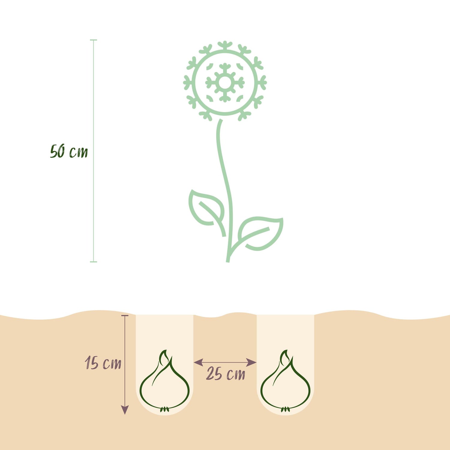 Blumenzwiebeln Allium Christophii | 15 Stück Lila – Zwiebelgröße 10/12 – XXL Pack