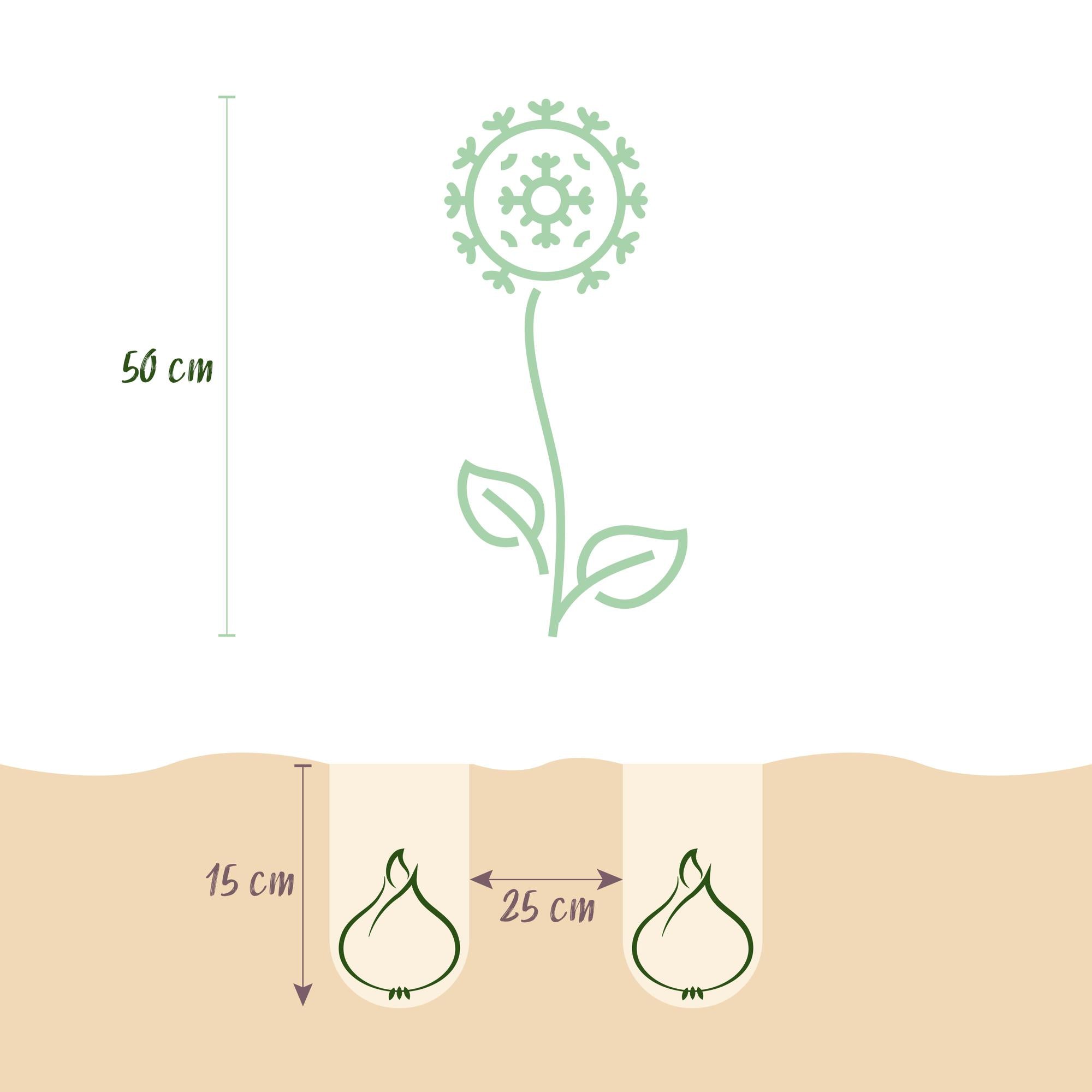 Blumenzwiebeln Allium Christophii | 15 Stück Lila – Zwiebelgröße 10/12 – XXL Pack