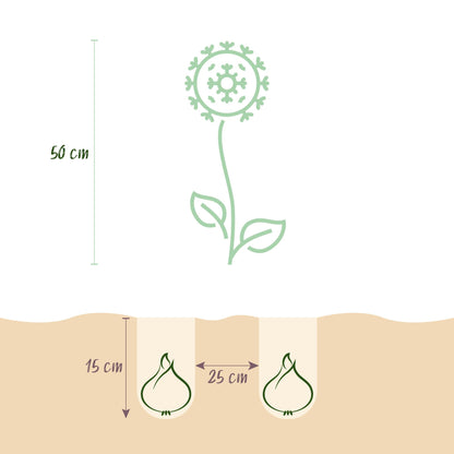Blumenzwiebeln Allium Christophii | 15 Stück Lila – Zwiebelgröße 10/12 – XXL Pack