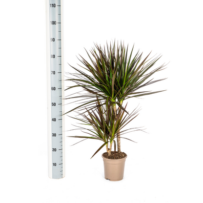 Dracaena marginata ‘Magenta’ – Exotische Zimmerpflanze