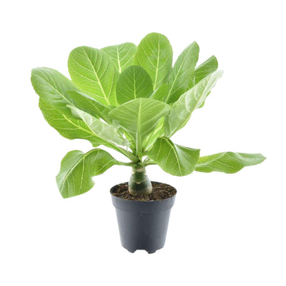 Brighamia Insignis &