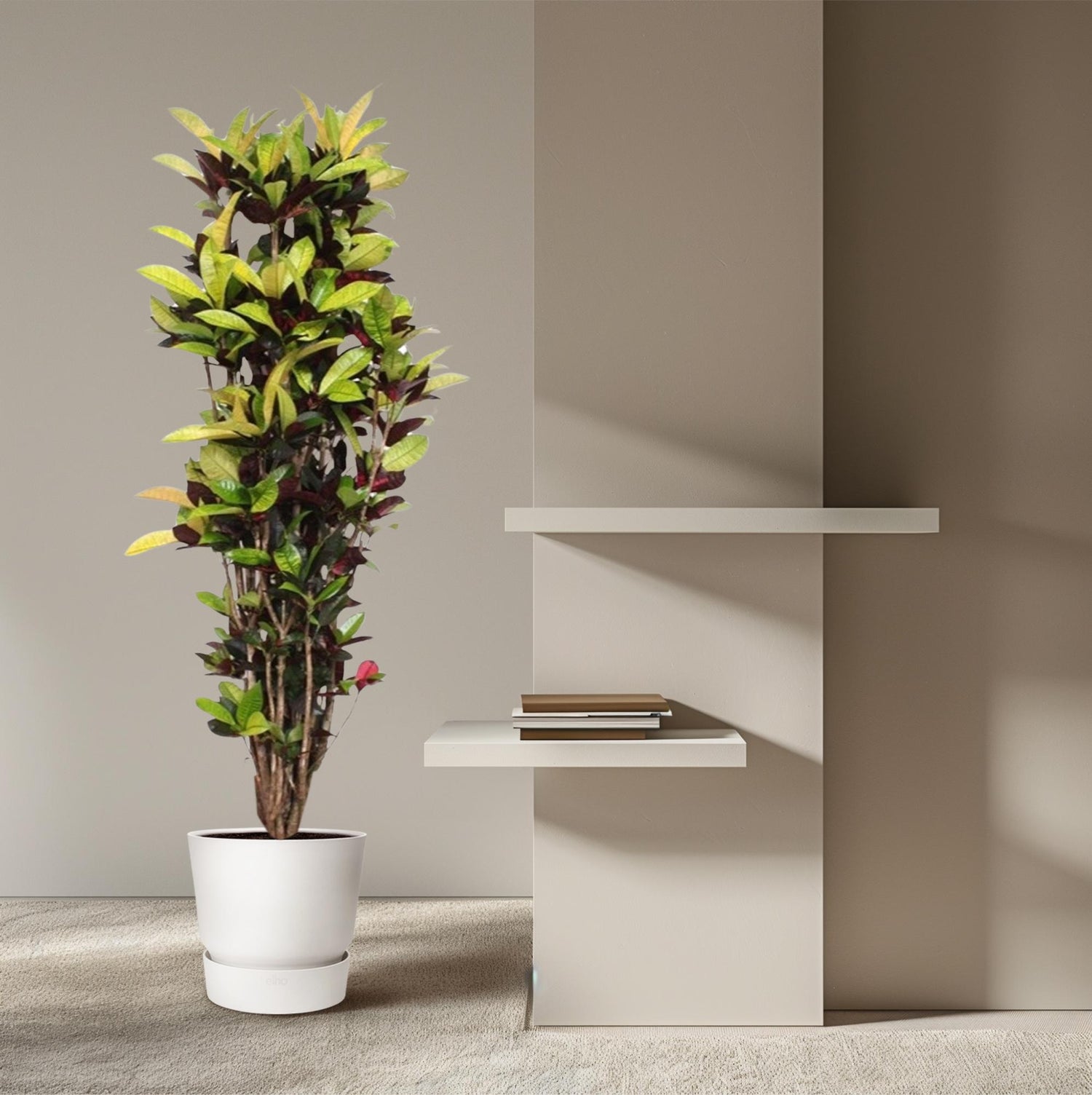 &quot;Wunderstrauch&quot; Codiaeum