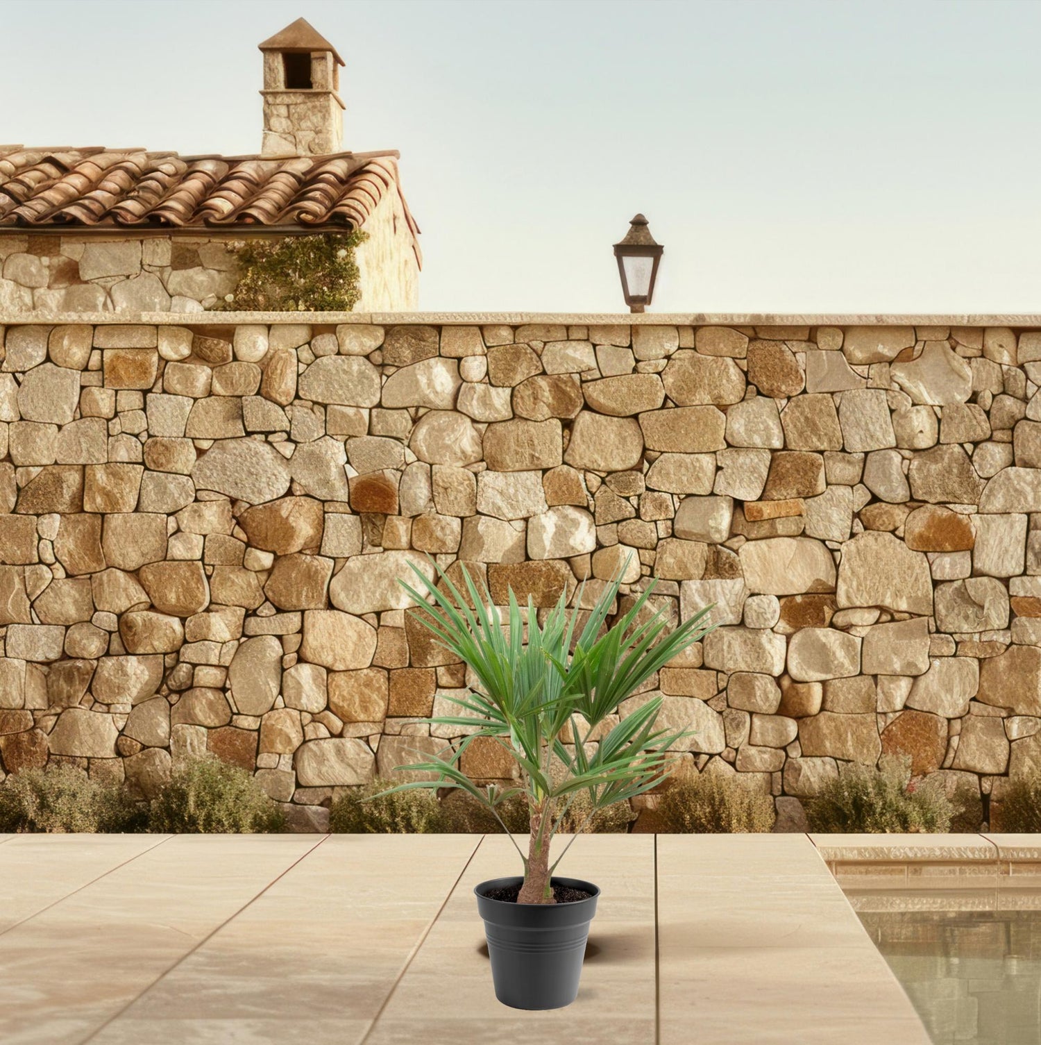 Trachycarpus fortunei – Winterharte Hanfpalme – Verschiedene Größen – Immergrün &amp; Robust