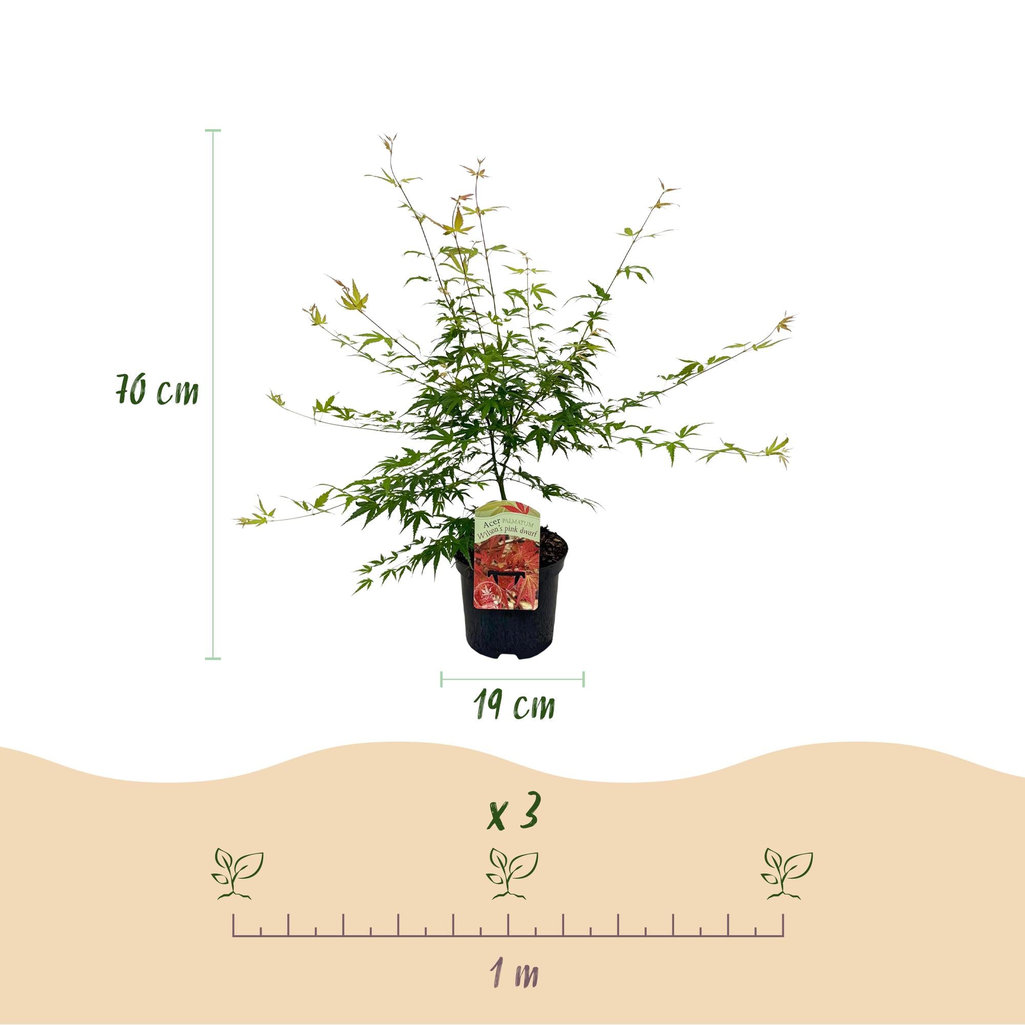 Japanischer Ahorn - Acer palmatum Pink Dwarf - Rosa - 2 Pflanzen - Laubabwerfend - Topf 19cm Höhe 70cm