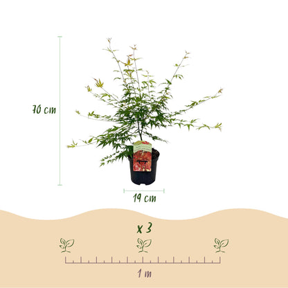 Japanischer Ahorn - Acer palmatum Pink Dwarf - Rosa - 2 Pflanzen - Laubabwerfend - Topf 19cm Höhe 70cm