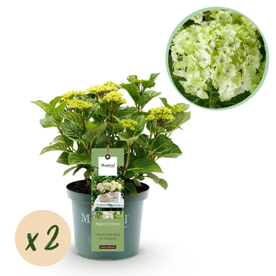 Balkon-Hortensie Magical Noblesse Weiß – 2 Pflanzen – 6–10 Blüten – Ø23 cm Topf – Höhe ca. 55 cm