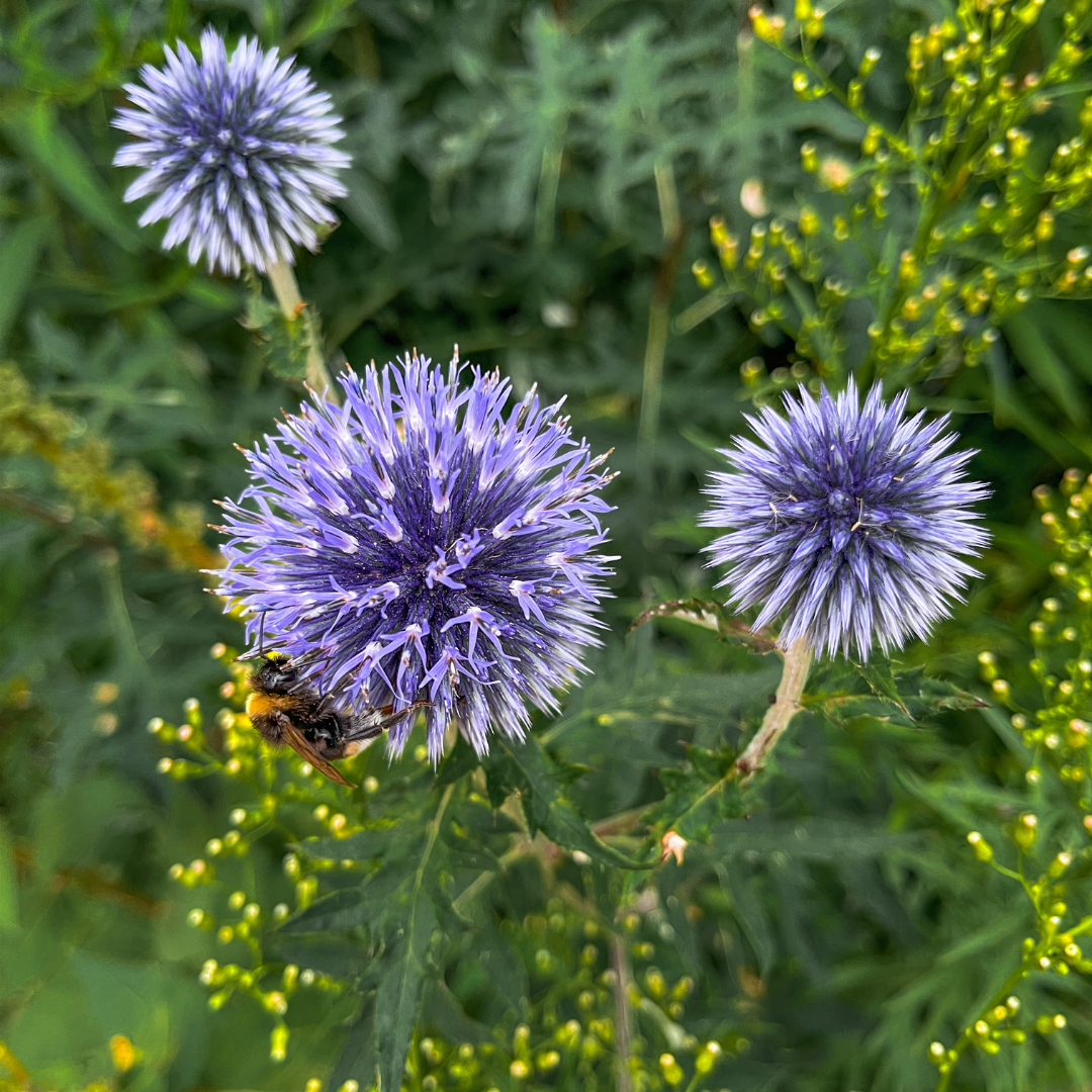 6x Echinops ritro - ↕10-25cm - Ø9cm