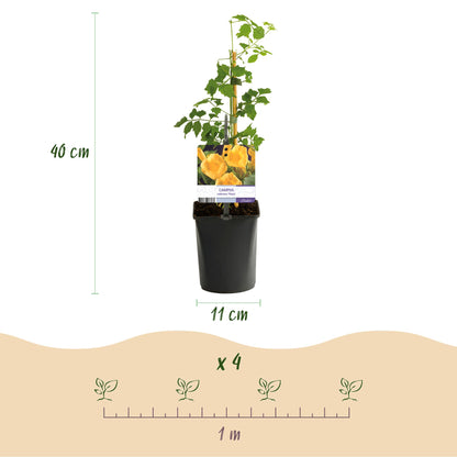 Trompetenblume - Campsis radicans Flava - Blüte Gelb - Wenig Pflege - 2 Pflanzen - Topf 11cm Höhe 40cm