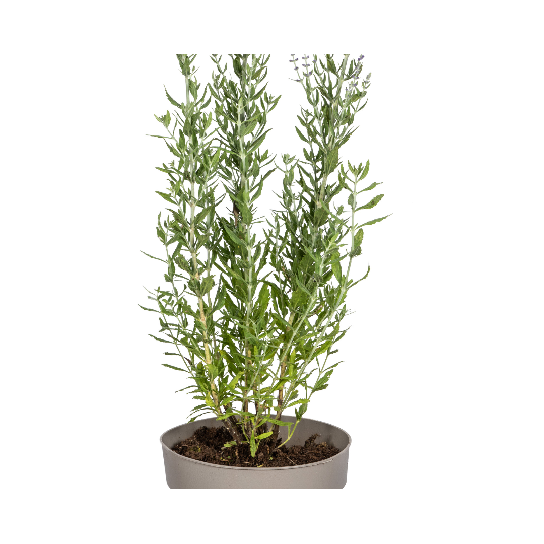 Blauraute – Perovskia atriplicifolia – Intensives Blau – Bienenfreundlich &amp; Pflegeleicht – Ø19 cm – Höhe 50–60 cm