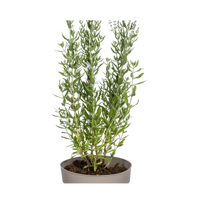 Blauraute – Perovskia atriplicifolia – Intensives Blau – Bienenfreundlich &amp; Pflegeleicht – Ø19 cm – Höhe 50–60 cm