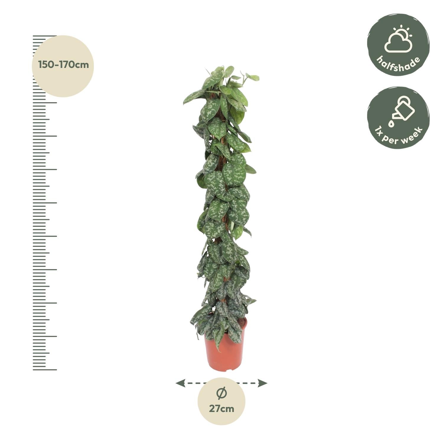 Scindapsus Pictus Trebie  - 160 cm - ø30