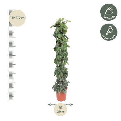 Scindapsus Pictus Trebie  - 160 cm - ø30