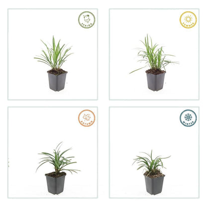 24x Liriope muscari &