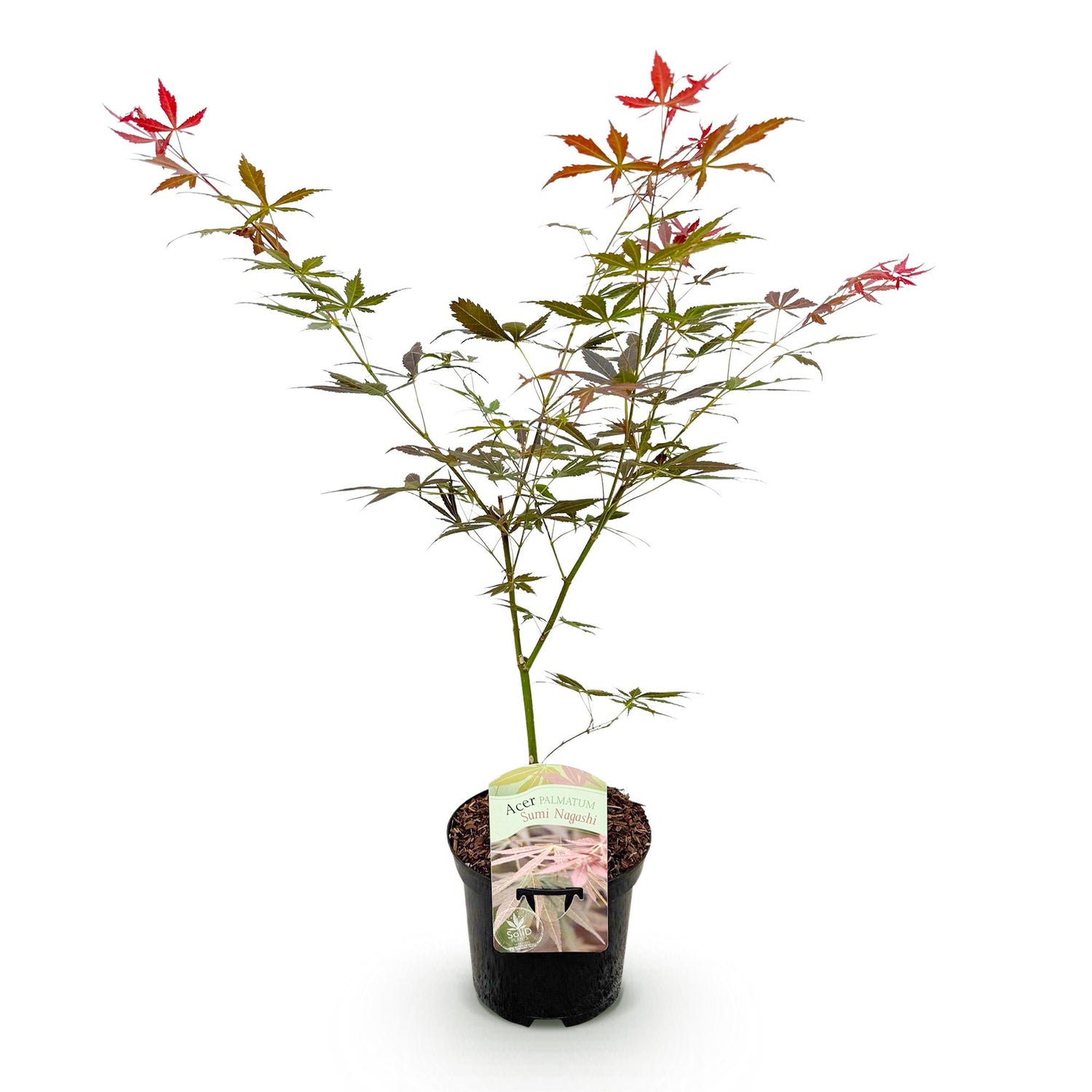 Japanischer Ahorn - Acer palmatum Sumi-nagashi - Rot - 1 Pflanze - Laubabwerfend - Topf 19cm Höhe 70cm