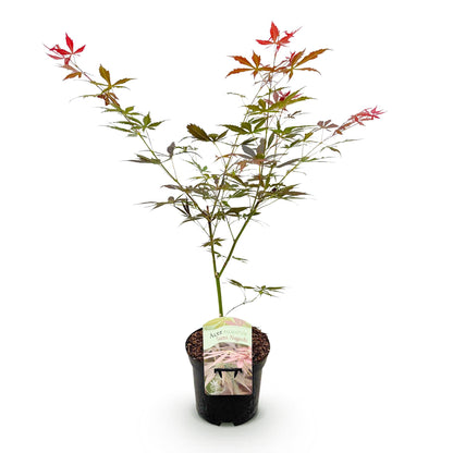 Japanischer Ahorn - Acer palmatum Sumi-nagashi - Rot - 1 Pflanze - Laubabwerfend - Topf 19cm Höhe 70cm