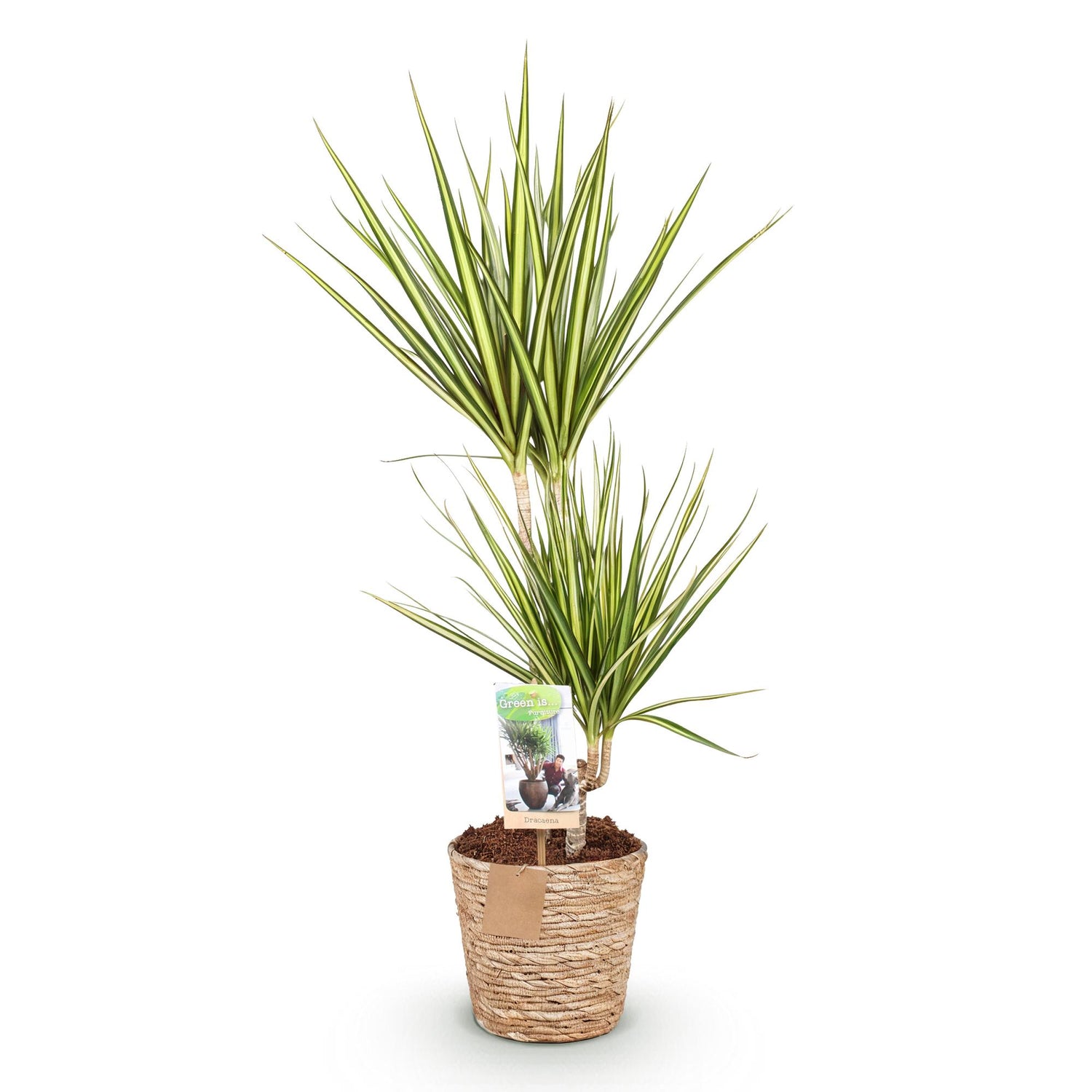 Dracaena Sunray - Drachenbaum mit Korb in verschiedenen Größen