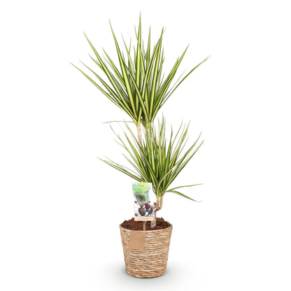 Dracaena Sunray - Drachenbaum mit Korb in verschiedenen Größen