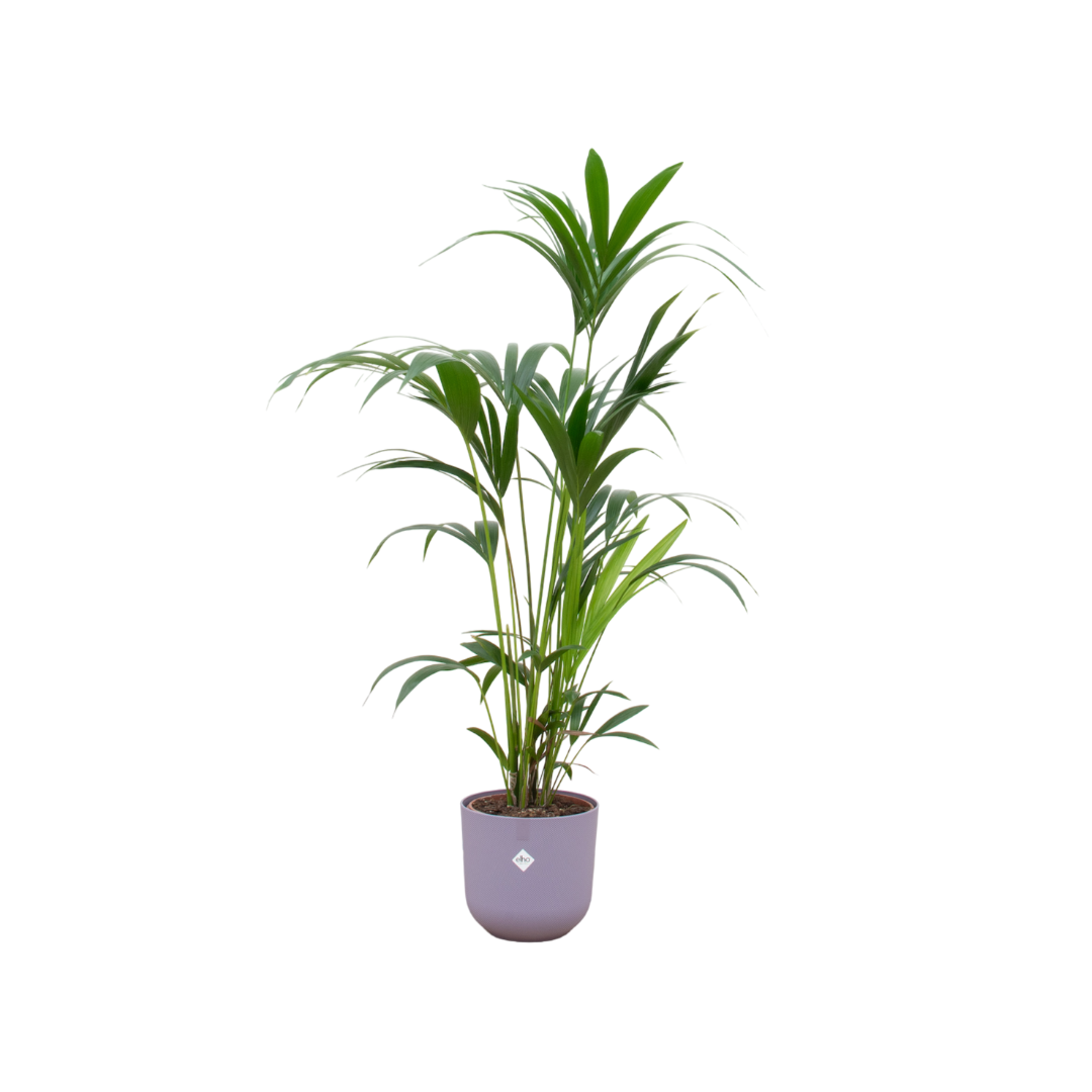 Kentia-Palme 160cm mit Topf – Elegante Zimmerpalme für stilvolles Grün