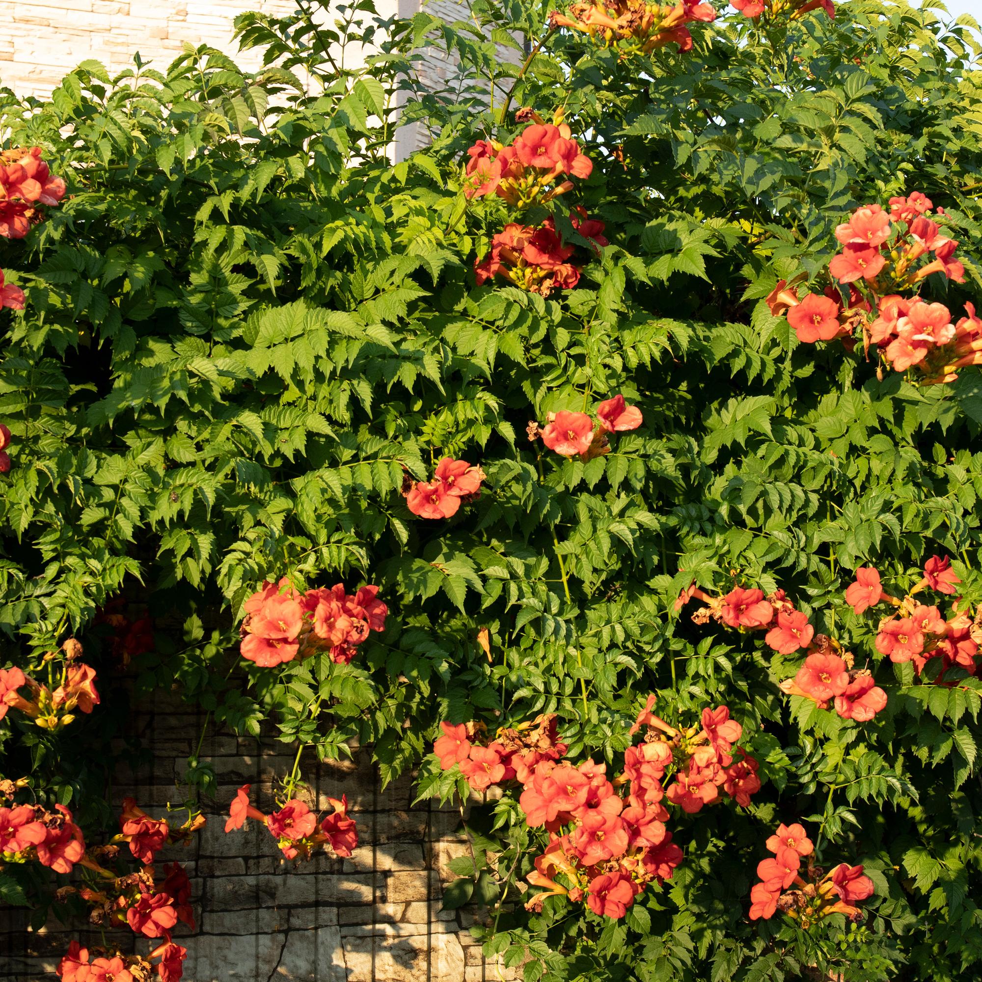 Trompetblume - Campsis radicans Madame Galen - Blüte Orange - Wenig Pflege - 2 Pflanzen - Topf 11cm Höhe 40cm