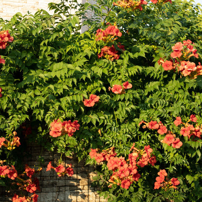 Trompetblume - Campsis radicans Madame Galen - Blüte Orange - Wenig Pflege - 2 Pflanzen - Topf 11cm Höhe 40cm