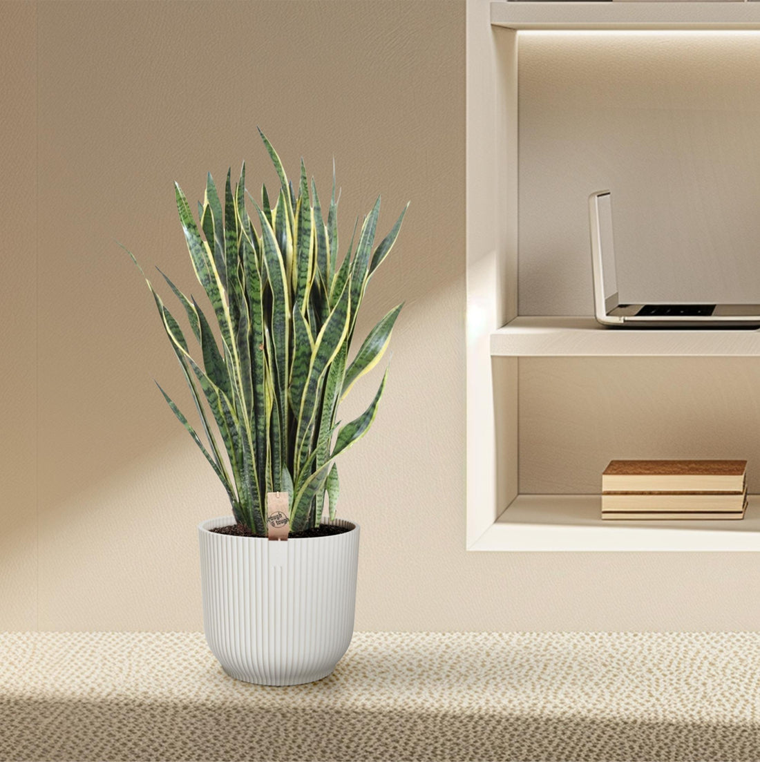Sansevieria Laurentii 100 cm – XL Bogenhanf