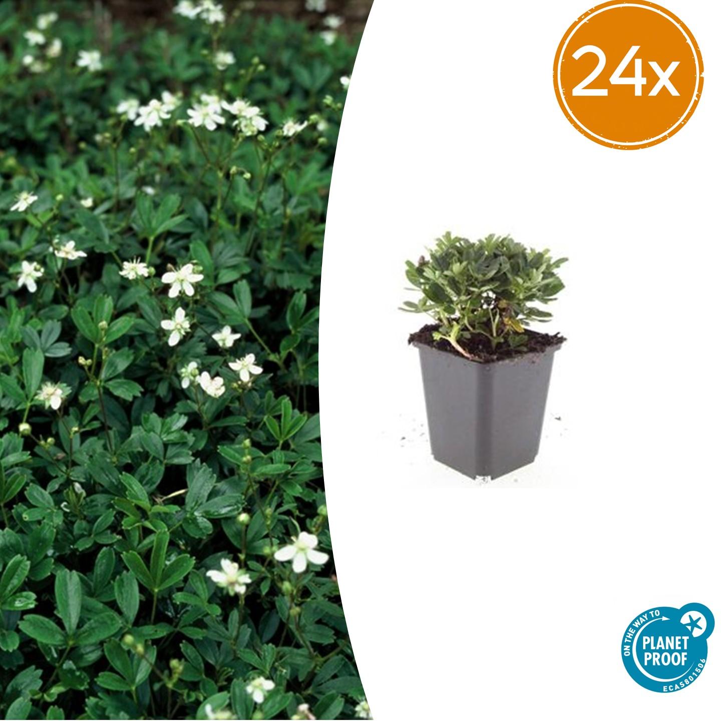 Potentilla tridentata ‘Nuuk’ – 24 Stück, Ø 9 cm Topf, ↕ 10–25 cm – Immergrüner, robuster Bodendecker