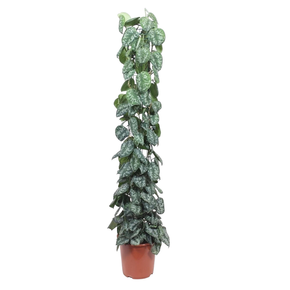 Scindapsus Pictus Trebie - 160 cm - ø27