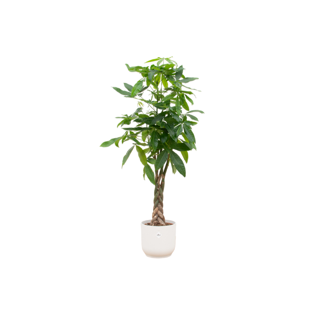 Pachira aquatica 140 cm | Glückskastanie im Ø30 cm Topf mit verschiedenen Übertöpfen