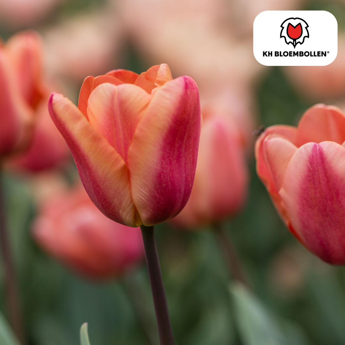 Tulpenzwiebeln Apricot Foxx – 20er-Pack | Zart apricotfarben