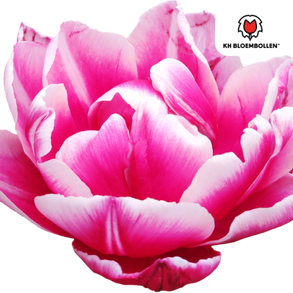 Tulpenzwiebeln Columbus – 20 Stück | Gefüllte rosa-weiße Tulpen
