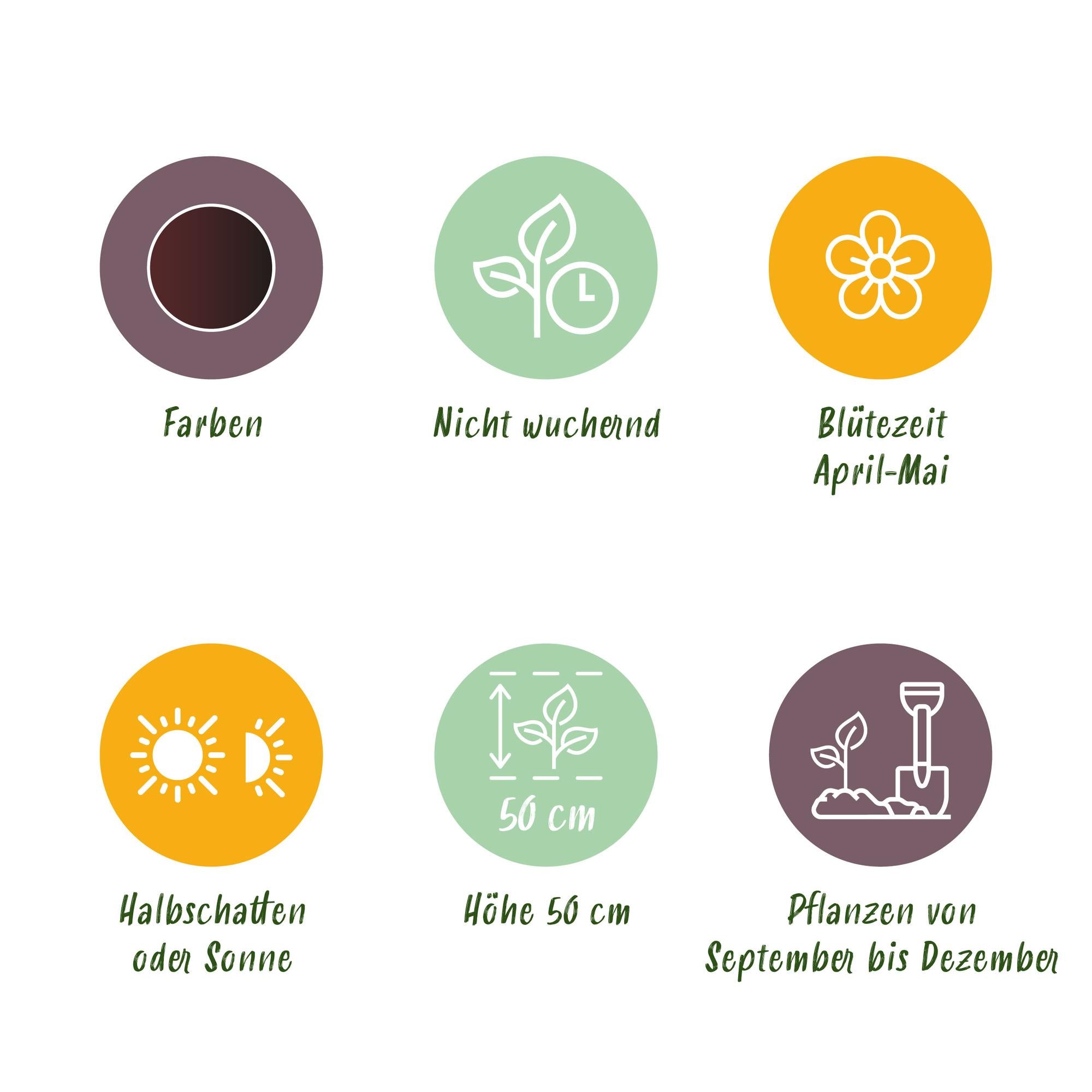 Blumenzwiebeln Tulpe Triumph Black | 15 Stück Dunkel-Lila – Zwiebelgröße 11/12 – XXL Pack