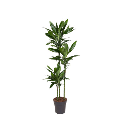 Dracaena Janet Lind – Elegante &amp; pflegeleichte Zimmerpflanze