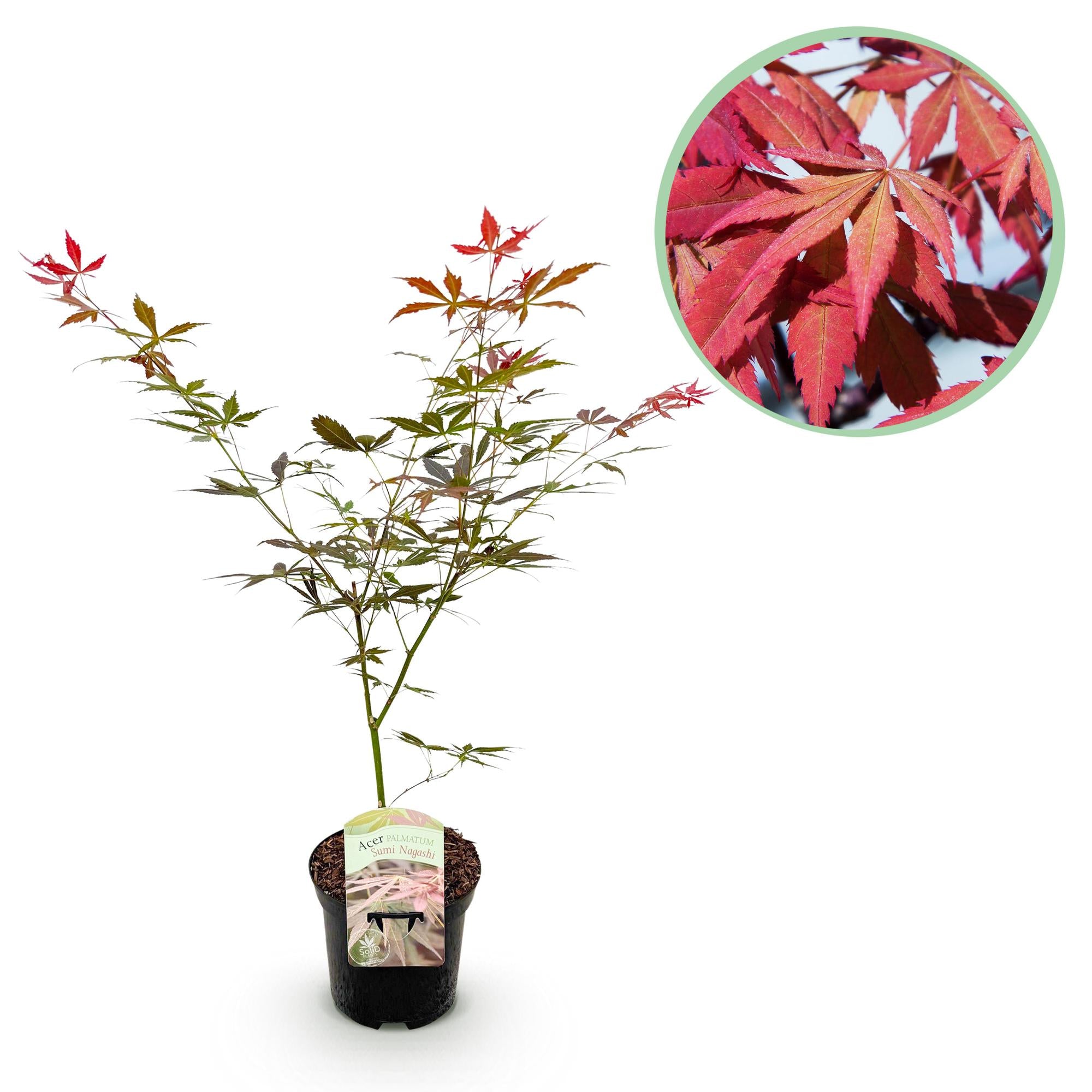 Japanischer Ahorn - Acer palmatum Sumi-nagashi - Rot - 1 Pflanze - Laubabwerfend - Topf 19cm Höhe 70cm