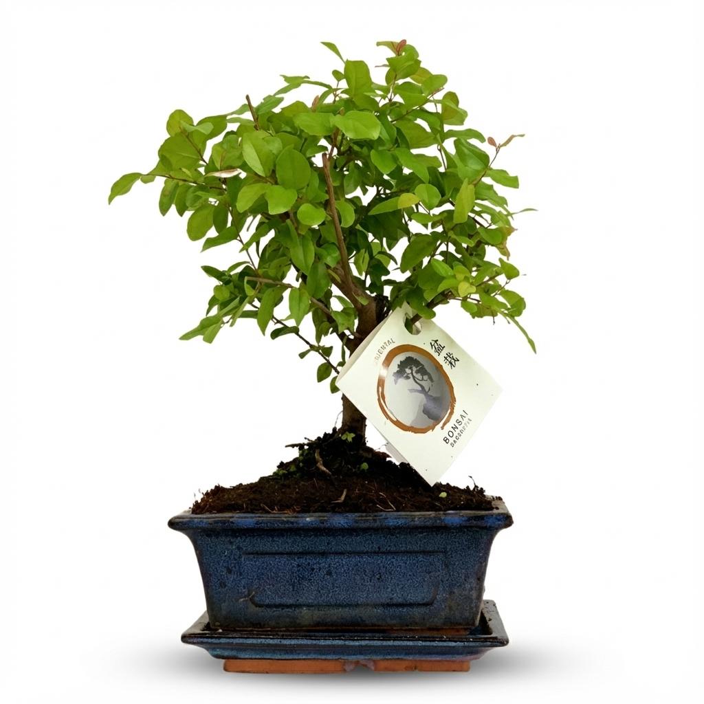 Bonsai Kugelform Baum im Keramik Topf - Höhe: 25-30 cm