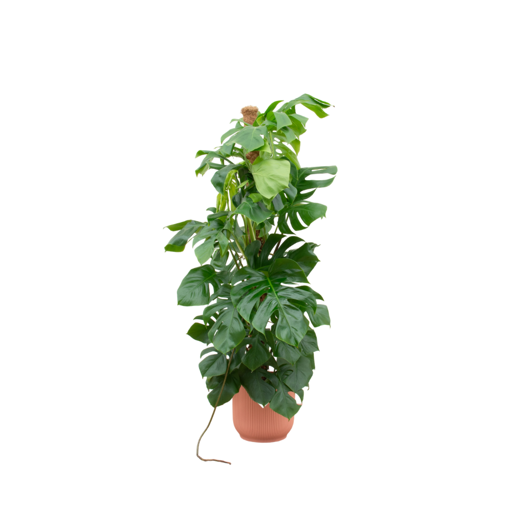 Monstera Pertusum XL mit Topf – Fensterblatt für Innenräume